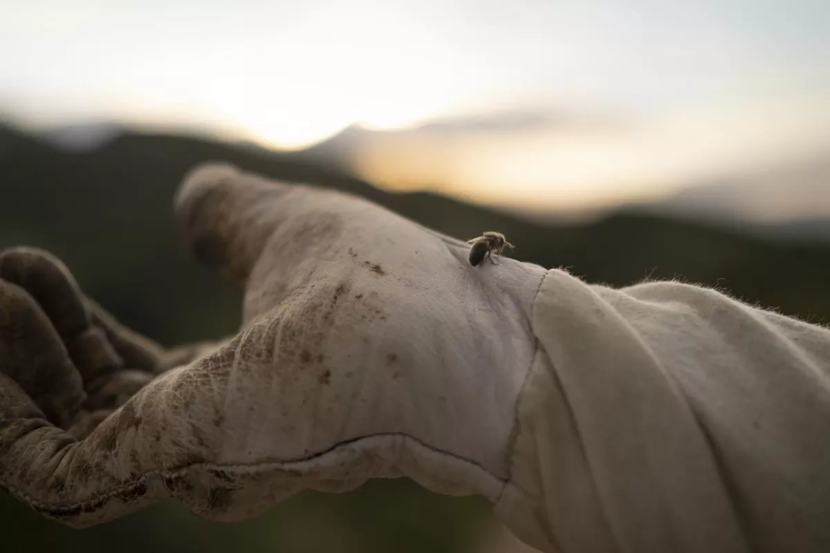 LG elige a la empresa berciana Miel Camino de Santiago para participar en su proyecto 'Smart Green Bees'