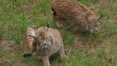 Primer gran éxito en el Cerrato palentino: Nacen cinco cachorros de lince ibérico del proyecto de reintroducción Primer gran éxito en el Cerrato palentino: Nacen cinco cachorros de lince ibérico del proyecto de reintroducción