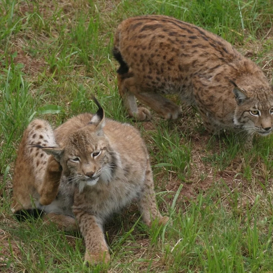 Primer gran éxito en el Cerrato palentino: Nacen cinco cachorros de lince ibérico del proyecto de reintroducción Primer gran éxito en el Cerrato palentino: Nacen cinco cachorros de lince ibérico del proyecto de reintroducción