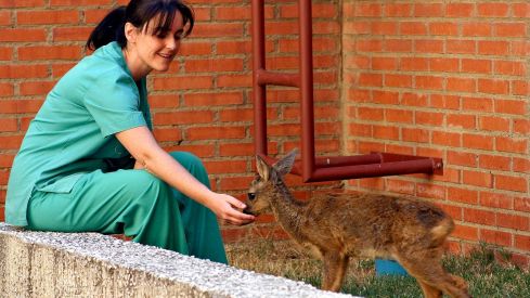 El Colegio de Veterinarios de León traslada a Agricultura su desacuerdo ante los cambios en la regulación del uso de antibióticos