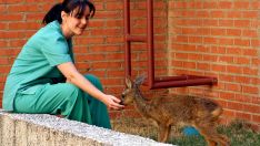 Los veterinarios de Castilla y León reclaman una especialidad sanitaria propia en Salud Pública