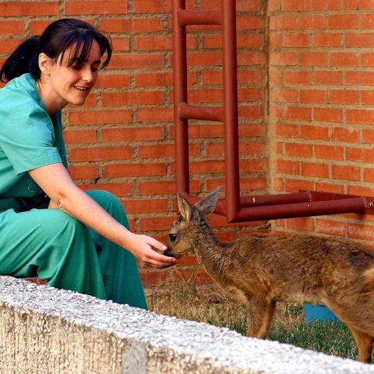 Los veterinarios de Castilla y León reclaman una especialidad sanitaria propia en Salud Pública