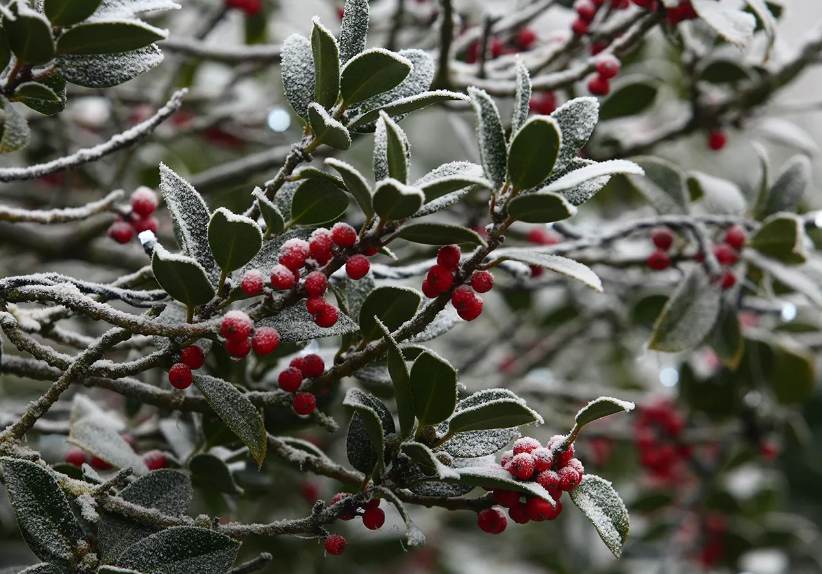 Días de frío y niebla en Ponferrada y El Bierzo Días de frío y niebla en Ponferrada y El Bierzo