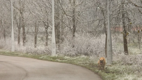 El Bierzo y Laciana registran dos de las temperaturas más bajas del país