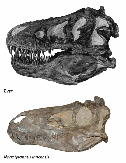 Nanotyrannus comparison Nanotyrannus comparison
