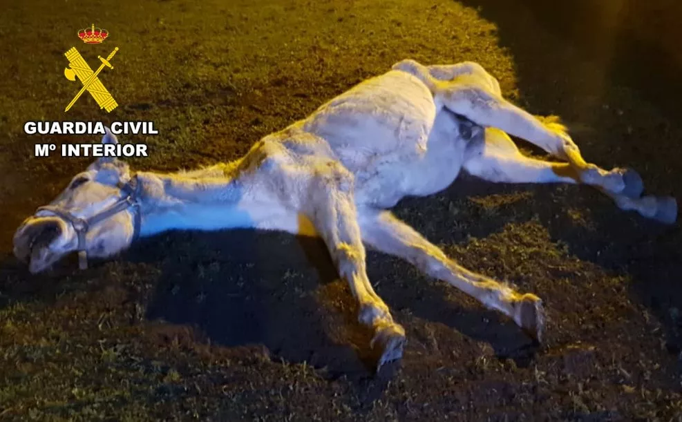 Investigan en Las Merindades (Burgos) al propietario de un caballo como presunto autor de un delito de maltrato animal