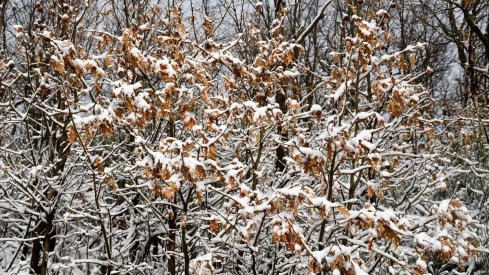 Nieve el El Morredero 