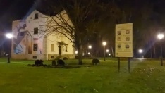 Los jabalíes 'se hacen' con el parque del Temple y visitan el 'Ágora'