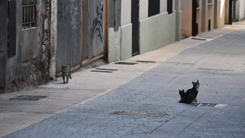 Ponferrada hace balance del Plan C.E.R con la esterilización de 300 gatos en dos meses