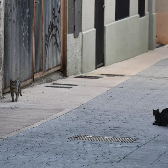 Imagen de gatos por las calles de Ponferrada Imagen de gatos por las calles de Ponferrada