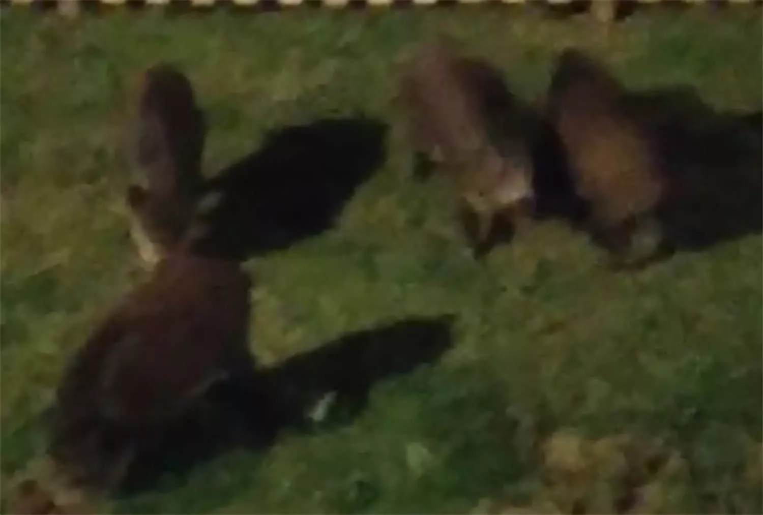 Jabalíes en la zona alta de Ponferrad