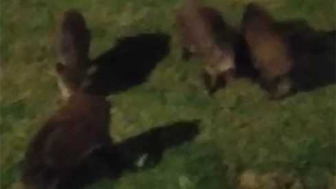 Jabalíes en la zona alta de Ponferrada