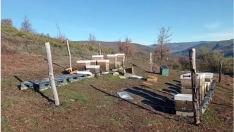 Colmenas atacadas por osos en El Bierzo