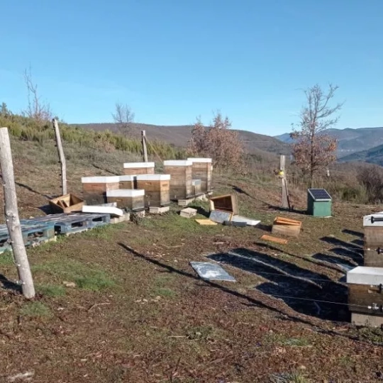 Colmenas atacadas por osos en El Bierzo