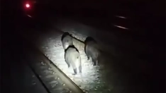 Los jabalíes con 'vía' libre en Ponferrada: Recorren el trazado junto a la Estación