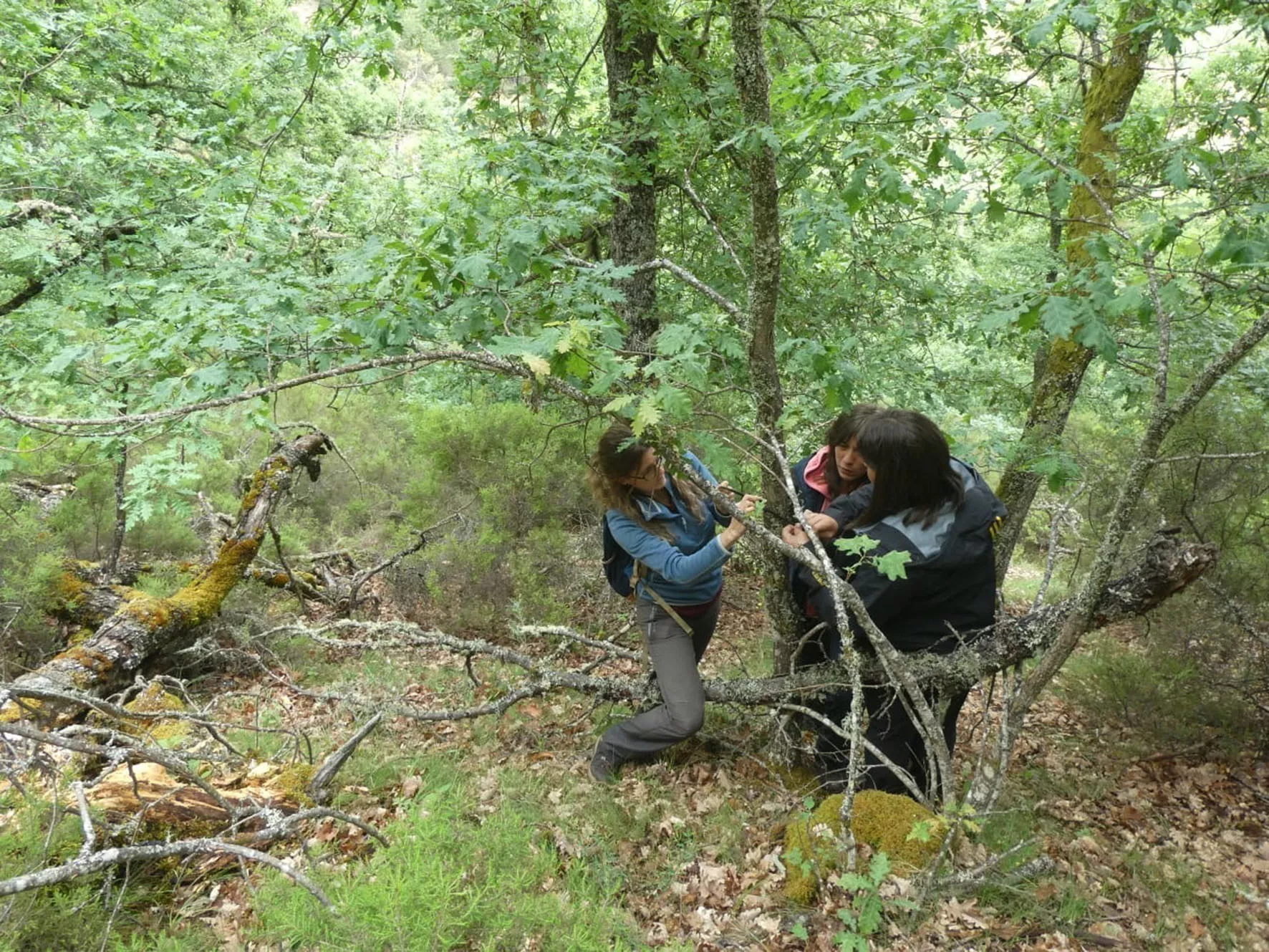 Trabajos de muestreo del proyecto de mejora del hábitat del oso pardo(2)
