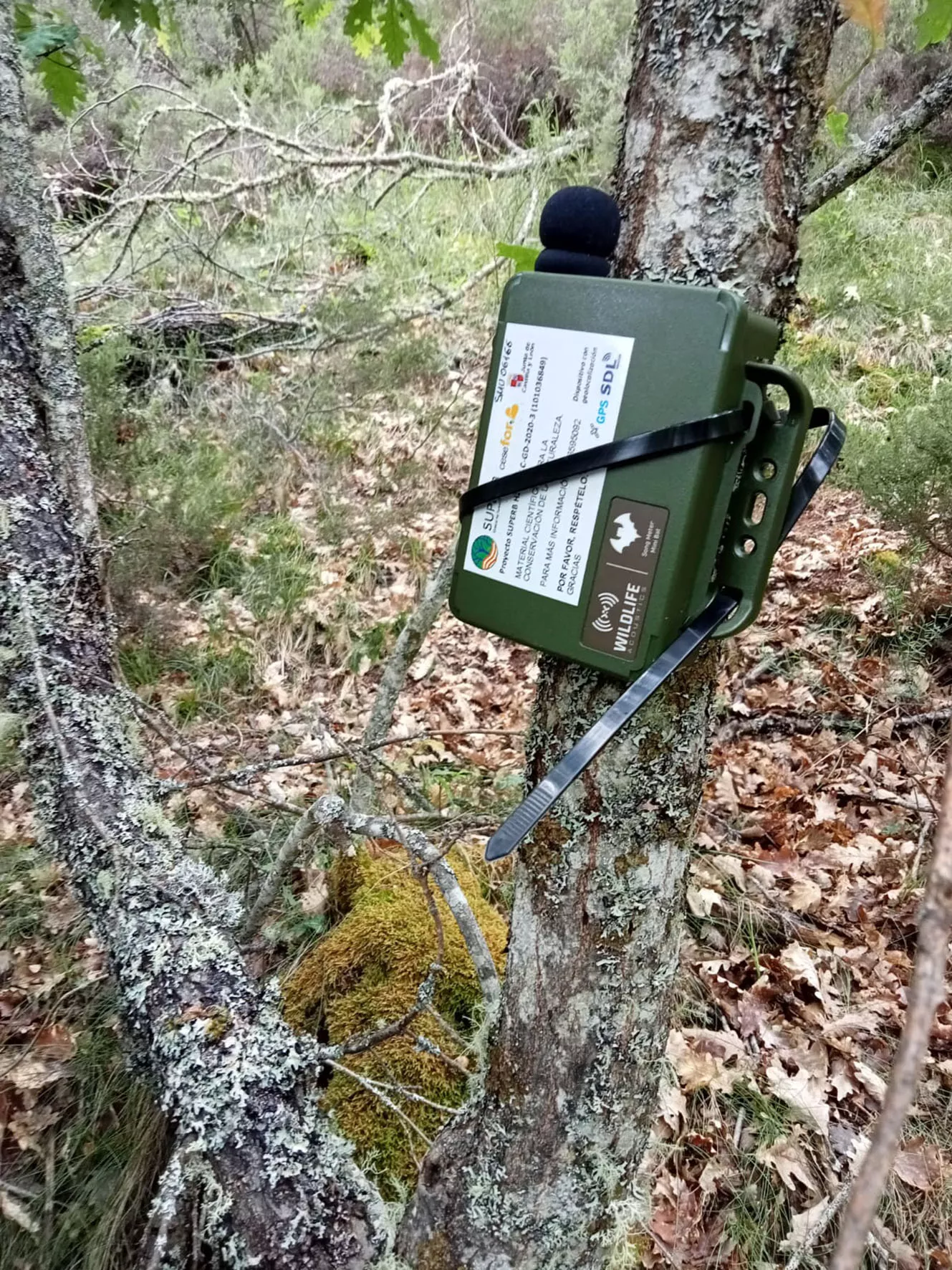 Trabajos de muestreo del proyecto de mejora del hábitat del oso pardo(1) Trabajos de muestreo del proyecto de mejora del hábitat del oso pardo(1)