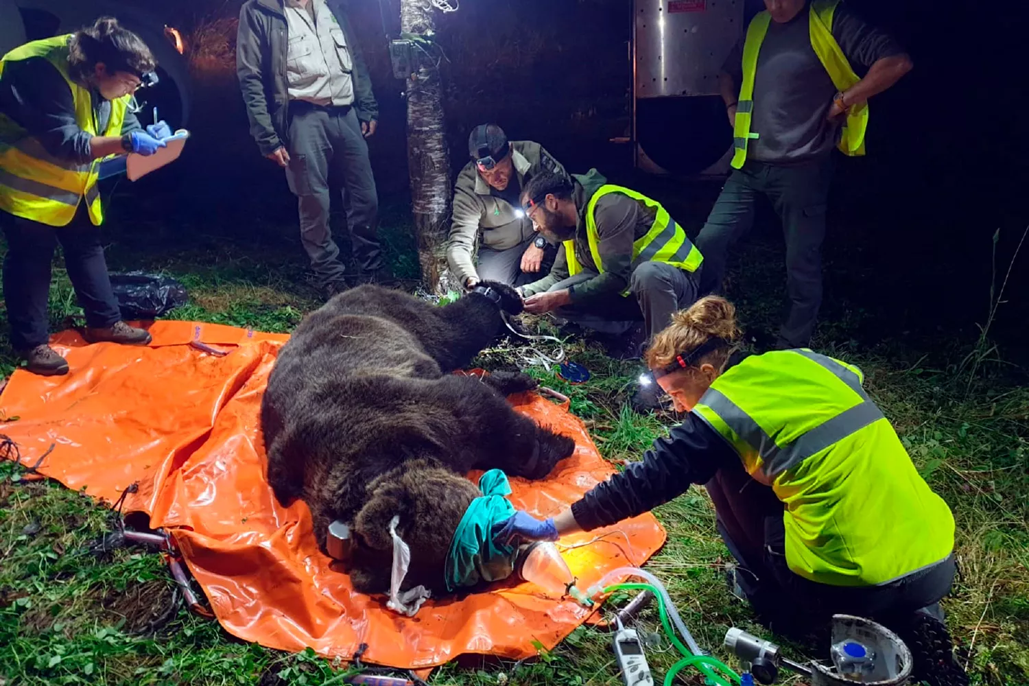 Radiomarcaje de ejemplares de oso pardo en Castilla y León | JCyL Radiomarcaje de ejemplares de oso pardo en Castilla y León | JCyL