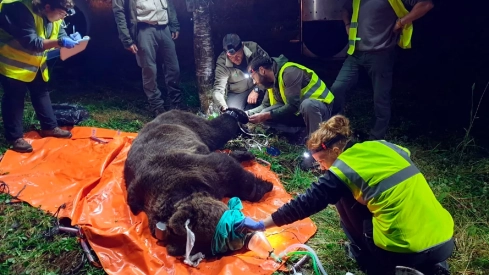 Radiomarcaje de ejemplares de oso pardo en Castilla y León | JCyL 