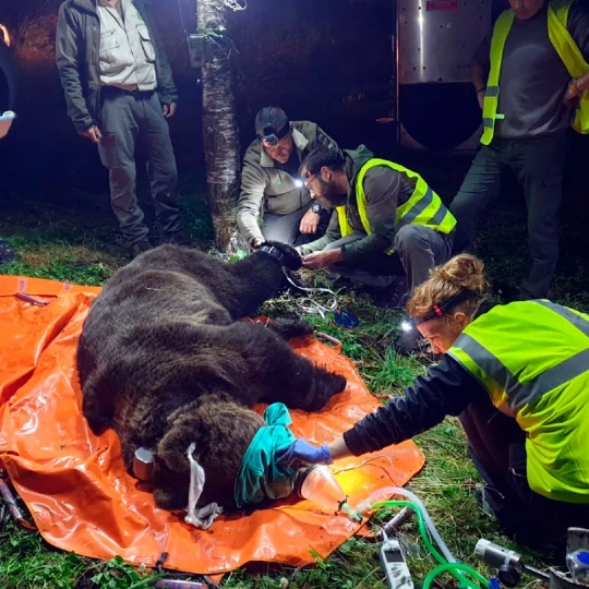 Radiomarcaje de ejemplares de oso pardo en Castilla y León | JCyL 