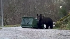 Laciana y Alto Sil impulsan acciones para evitar la presencia de osos habituados a la "cómida fácil" Laciana y Alto Sil impulsan acciones para evitar la presencia de osos habituados a la "cómida fácil"