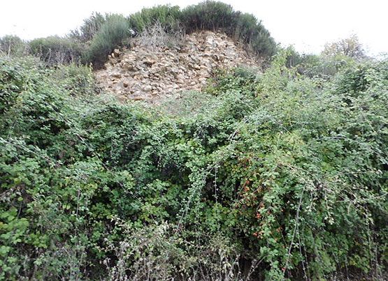 Muralla de Bergida cubierta de zarzas