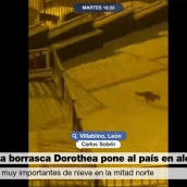 Zorra jugando con la nieve en Villablino en el programa Más Vale Tarde La Sexta Zorra jugando con la nieve en Villablino en el programa Más Vale Tarde La Sexta