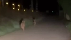 Nuevo avistamiento de lobos en zona urbana, esta vez en La Placa (Ponferrada)