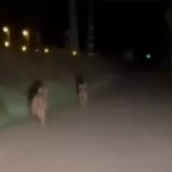Nuevo avistamiento de lobos en zona urbana, esta vez en La Placa (Ponferrada)