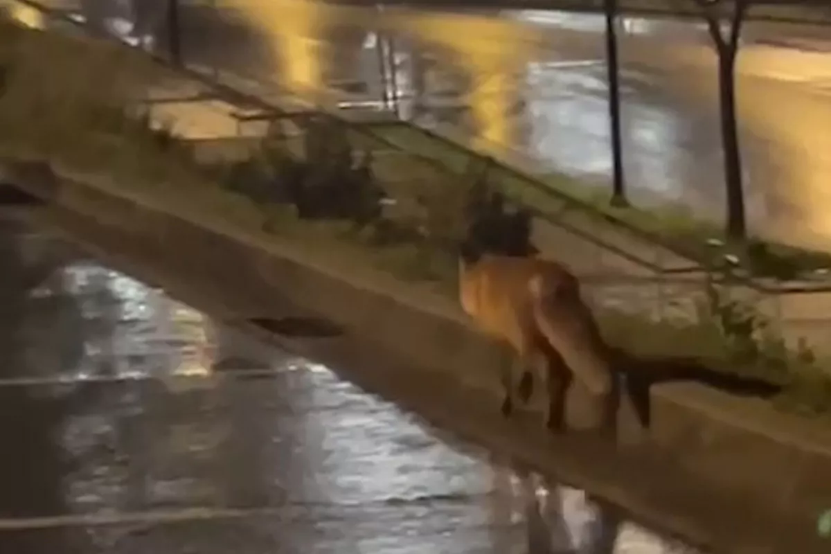 Un zorro visita la Ciuden en su recorrido por la noche ponferradina | Vídeo: Mark_quiness