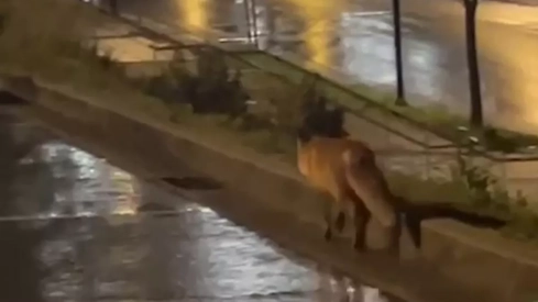 Un zorro visita la Ciuden en su recorrido por la noche ponferradina | Vídeo: Mark_quiness Un zorro visita la Ciuden en su recorrido por la noche ponferradina | Vídeo: Mark_quiness