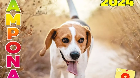 Feria de Perros de Caza Camponaraya 2024 