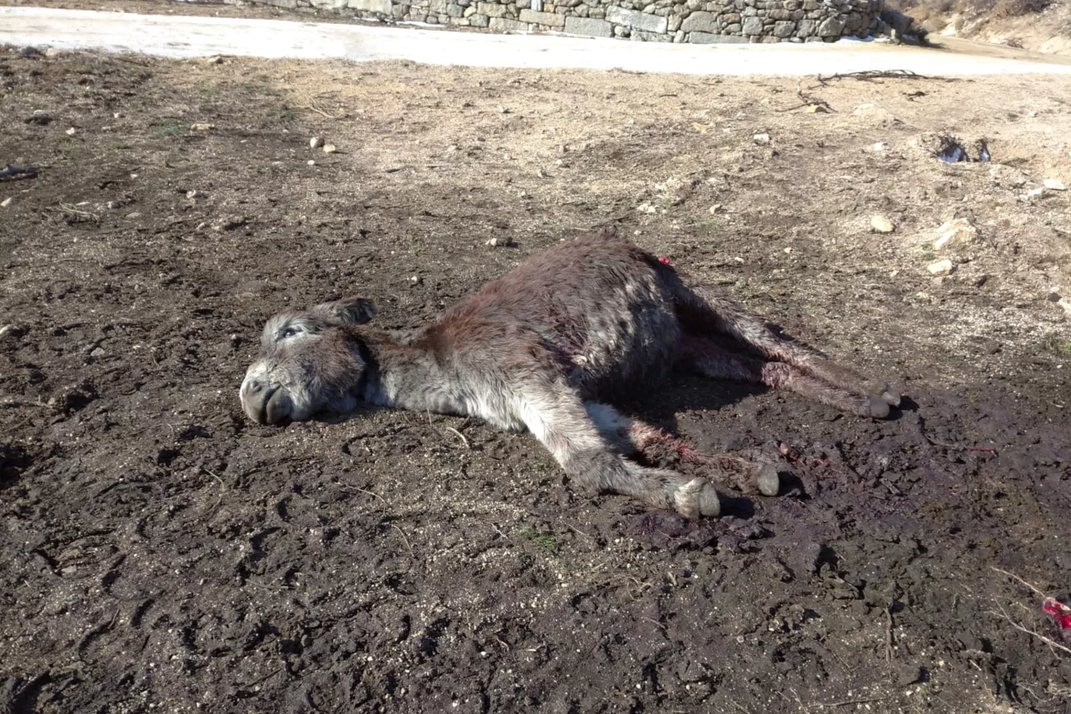 Los ataques del lobo al ganado en Castilla y León aumentaron un tercio entre 2021 y 2023, desde la protección estricta de la especie