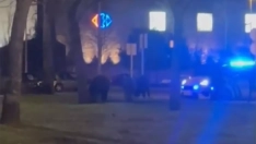 Jabalies en La Rosaleda