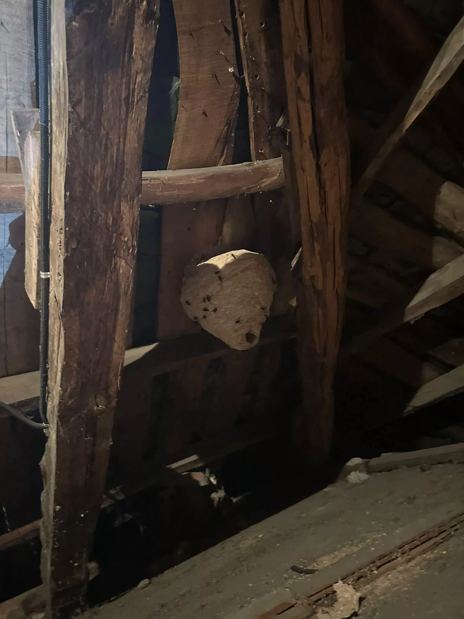 Nidos de avispa asiática reitrados por Protección Civil Toreno (1)