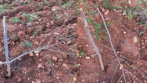 Imágenes de los destrozos del Bosque Didáctico de la Fundación Prada a Tope