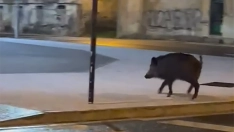 Un jabalí cruza el paso de ‘cebra’ para llegar al Burger King de La Manzana (Ponferrada)