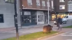 El jabalí hoy en: avistado en el parque del Plantío de Ponferrada El jabalí hoy en: avistado en el parque del Plantío de Ponferrada