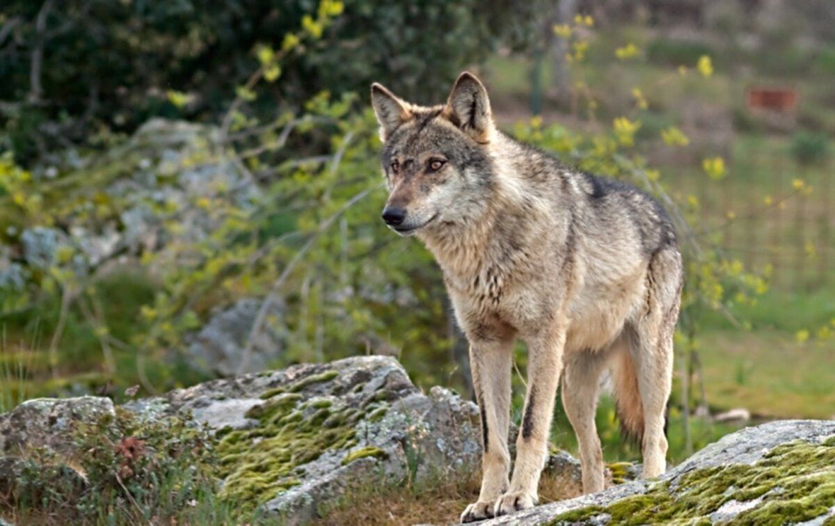 La Junta pide a la Comisión Europea evaluar la situación del lobo y su régimen jurídico