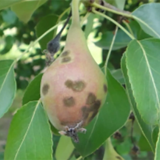El moteado de los frutales está causado por hongos del género Venturia.