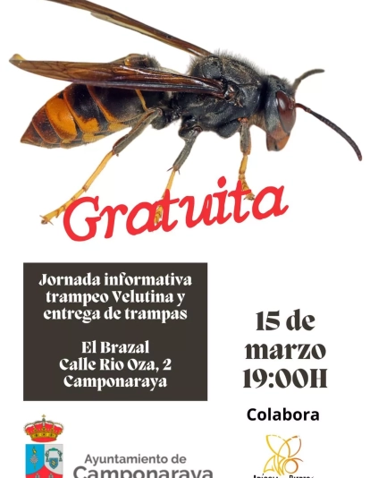 Vespa velutina Vespa velutina