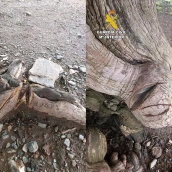 El Ayuntamiento de Ponferrada se personará como acusación particular por los daños al Tejo de San Cristóbal