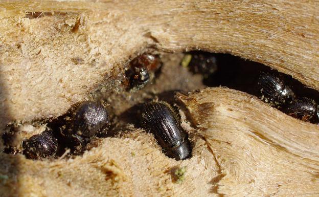 Aviso por el insecto del 'barreno' en plantaciones de peral y castaño en El Bierzo
