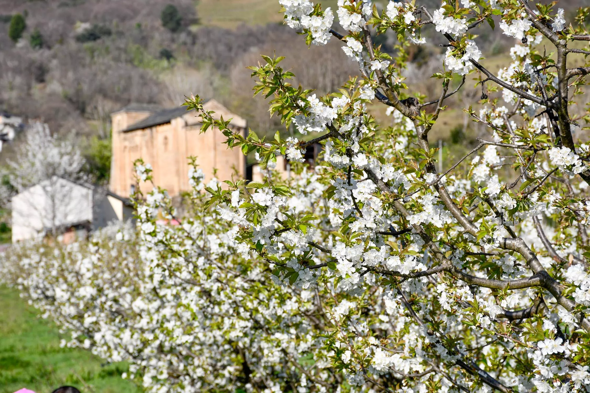 Corullón da la bienvenida a la primavera con la espectacular floración de sus cerezos