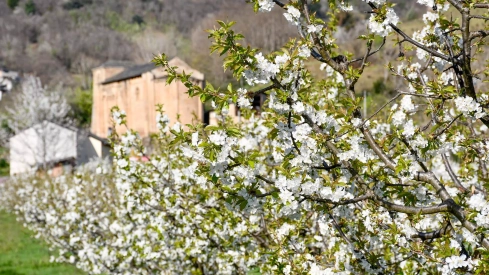 Corullón da la bienvenida a la primavera con la espectacular floración de sus cerezos