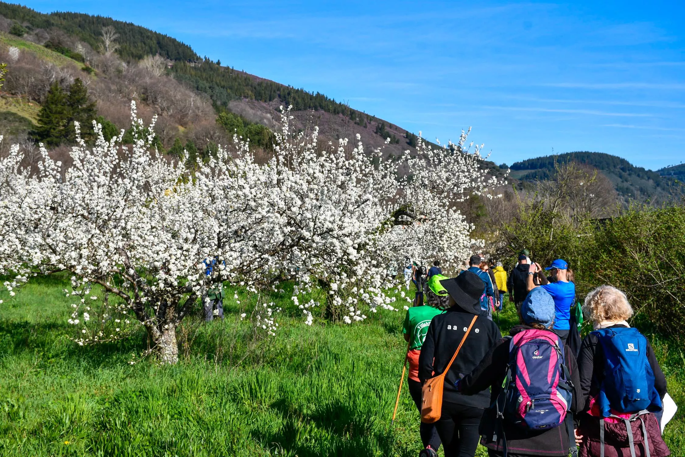 Corullón da la bienvenida a la primavera con la espectacular floración de sus cerezos