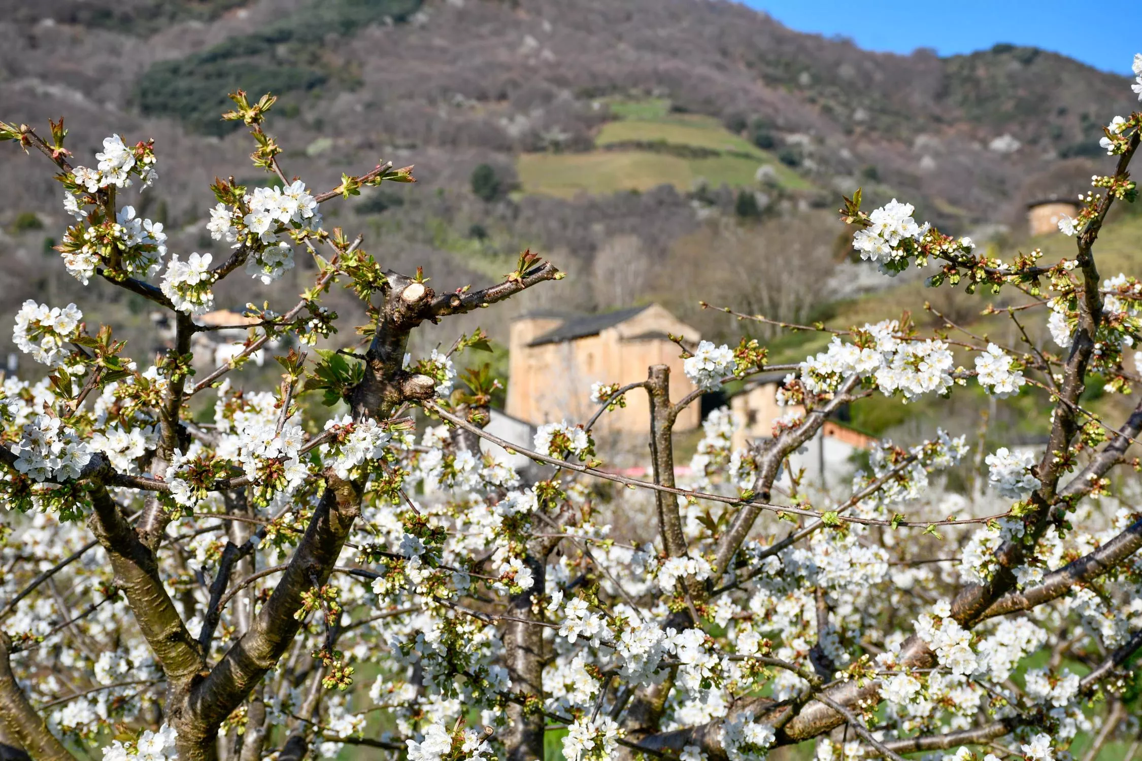 Corullón da la bienvenida a la primavera con la espectacular floración de sus cerezos