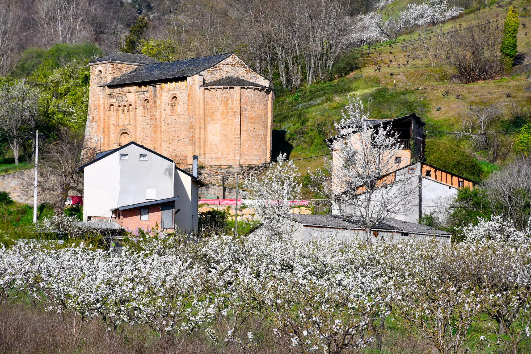 Corullón da la bienvenida a la primavera con la espectacular floración de sus cerezos