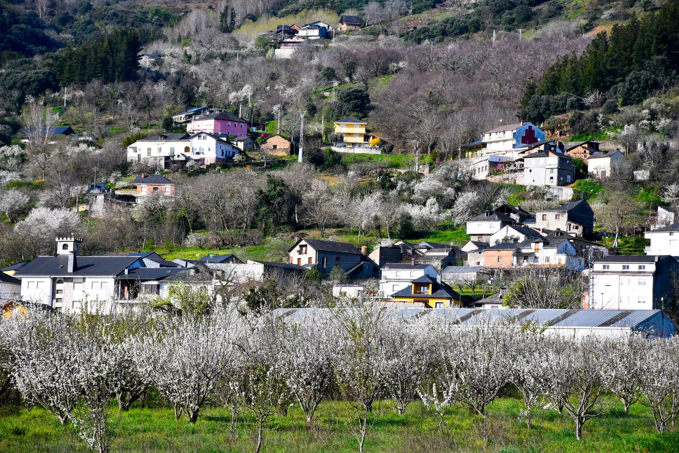 Corullón da la bienvenida a la primavera con la espectacular floración de sus cerezos