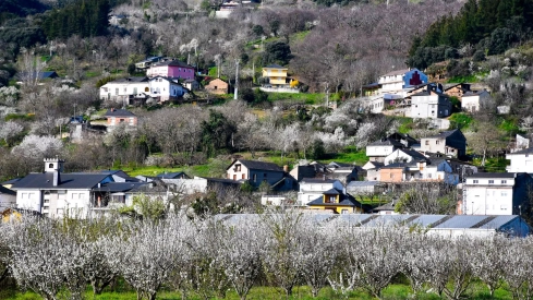 Corullón da la bienvenida a la primavera con la espectacular floración de sus cerezos